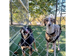 Dog Boarding Melbourne
