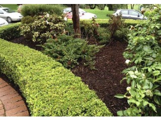 Best Tree Removal in Adelaide SA