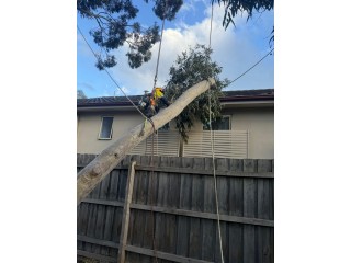 Arborist in Melbourne