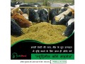 silage-supplier-in-india-small-0