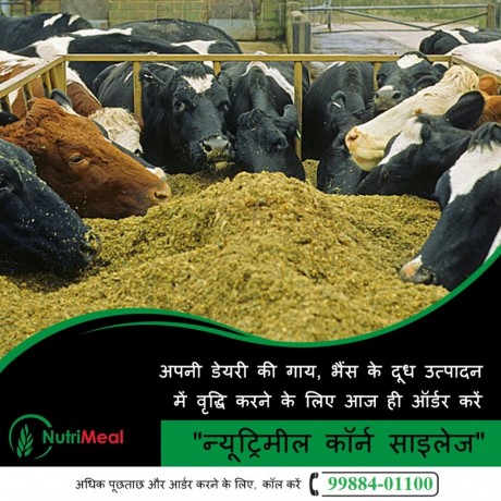 silage-supplier-in-india-big-0