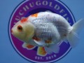 best-fancy-goldfish-in-austin-small-1