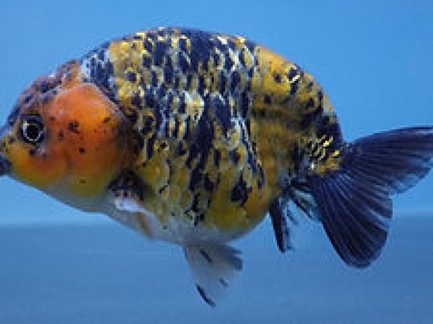 best-fancy-goldfish-in-austin-big-2