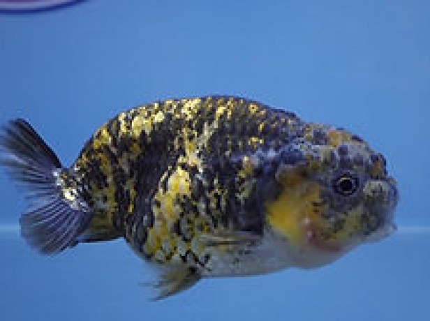 best-fancy-goldfish-in-austin-big-3