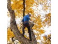 landscaping-in-houston-small-0