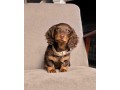 find-dachshund-puppies-for-adoption-in-your-area-starlight-dachshund-pups-small-3