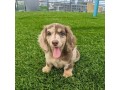 find-dachshund-puppies-for-adoption-in-your-area-starlight-dachshund-pups-small-2