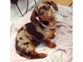 find-dachshund-puppies-for-adoption-in-your-area-starlight-dachshund-pups-small-4