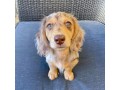find-dachshund-puppies-for-adoption-in-your-area-starlight-dachshund-pups-small-1