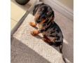 find-dachshund-puppies-for-adoption-in-your-area-starlight-dachshund-pups-small-0