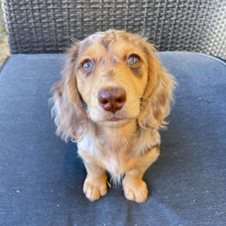 find-dachshund-puppies-for-adoption-in-your-area-starlight-dachshund-pups-big-1