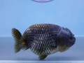 fish-store-in-austin-small-0