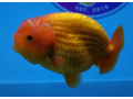 buy-gold-fish-online-usa-small-0