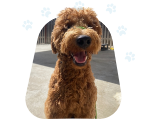 The Heart of the Home: Why Adult Dogs Are So Remarkable