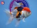 fish-store-in-austin-small-0