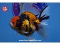 online-goldfish-store-small-0