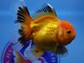 buy-gold-fish-online-usa-small-0