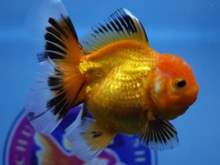 Buy Gold Fish Online USA