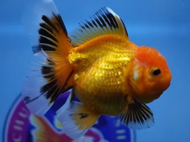 buy-gold-fish-online-usa-big-0