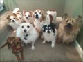dog-care-sellwood-small-0