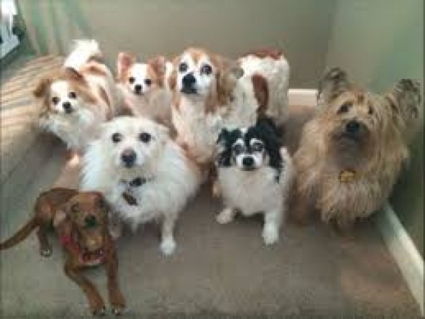 dog-care-sellwood-big-0