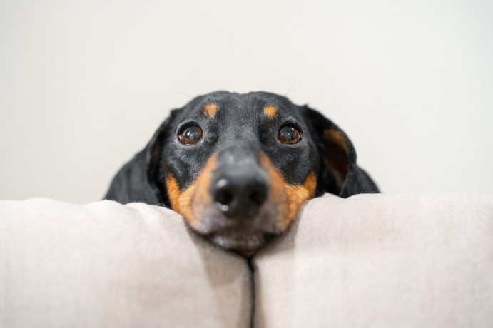 fix-unwanted-dog-habits-with-expert-help-big-0