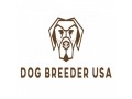 dog-breeder-usa-small-0