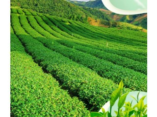 Botaniex - Manufacturer of Green Tea Extract