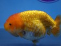 online-goldfish-store-small-2
