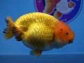 online-goldfish-store-small-1