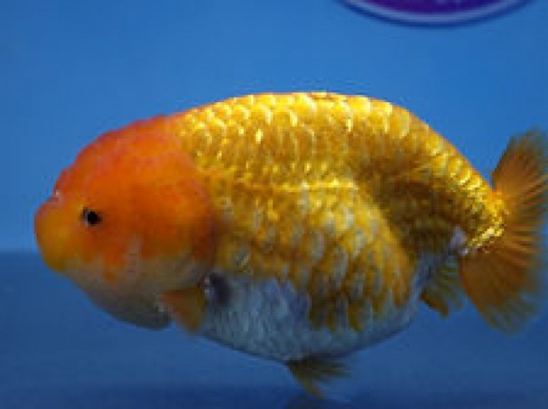 online-goldfish-store-big-2