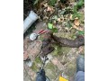 the-drain-authority-small-1