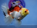online-goldfish-store-small-0