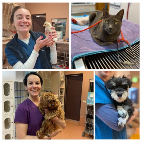 chatswood-veterinary-clinic-big-3