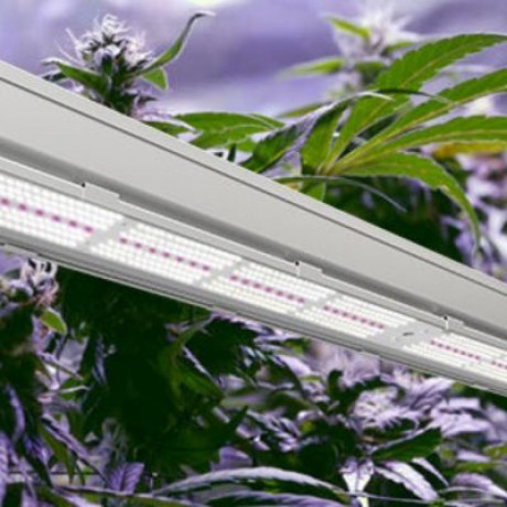 best-grow-lights-for-cannabis-big-0