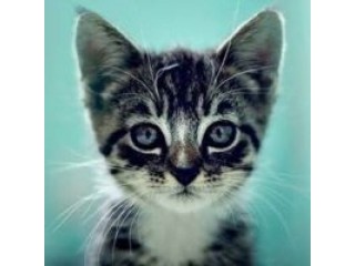 We Love Cats and Kittens