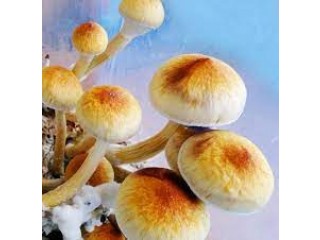 Magic Mushrooms for Sale Online