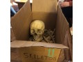 real-human-skeleton-for-sale-small-0