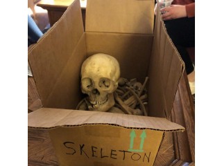 Real Human Skeleton For Sale