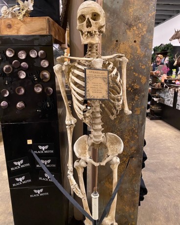 real-human-bones-for-sale-big-0