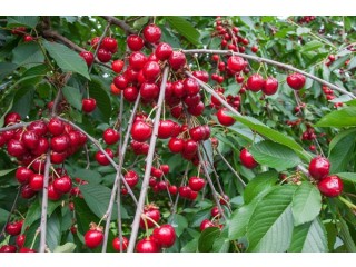 Cherry Leaves: Nature's Wellness Treasure