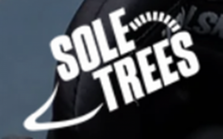 sole-trees-big-0