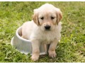 cavoodle-puppies-for-sale-small-0