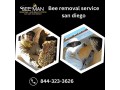 bee-removal-service-san-diego-small-0