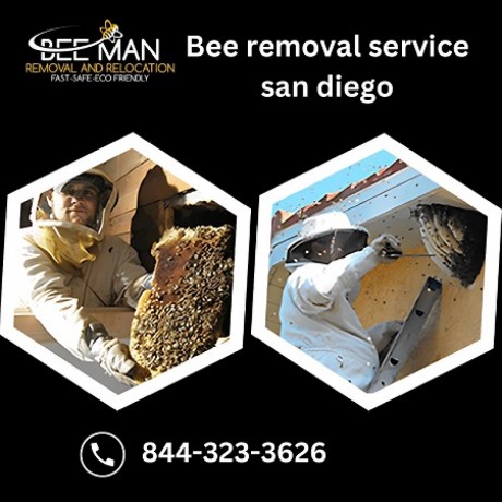 bee-removal-service-san-diego-big-0