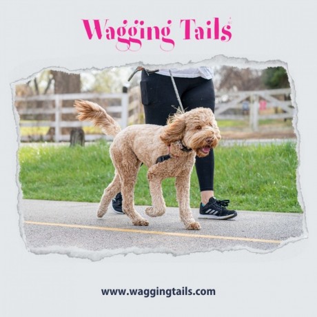 meet-the-dogs-who-make-pet-walks-go-viral-big-0