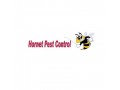hornet-pest-control-small-0