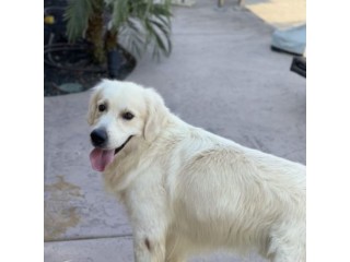 English Cream Golden Retriever