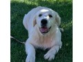 golden-retriever-puppies-for-sale-in-california-small-0