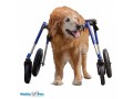 wheels4dogs-small-3